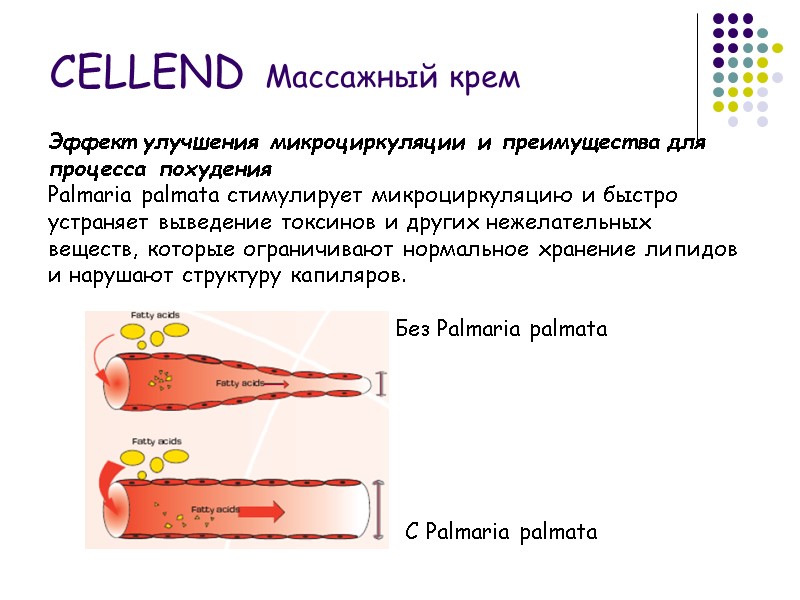 Эффект улучшения микроциркуляции и преимущества для процесса похудения Palmaria palmata стимулирует микроциркуляцию и быстро